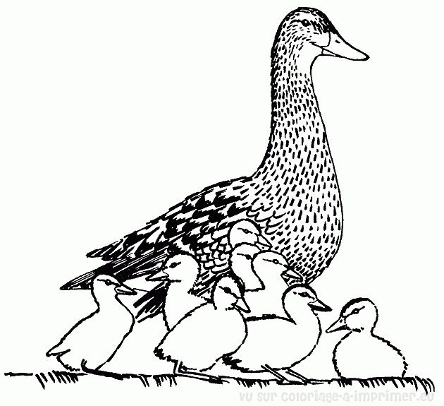 Dibujo para colorear: Pato (Animales) #1489 - Dibujos para Colorear e Imprimir Gratis