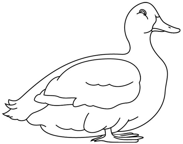 Dibujo para colorear: Pato (Animales) #1503 - Dibujos para Colorear e Imprimir Gratis