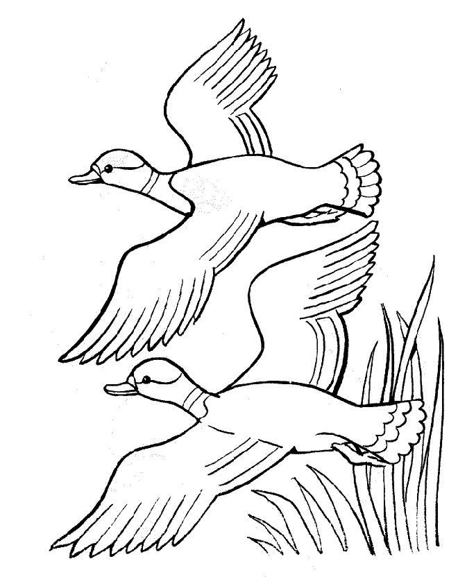 Dibujo para colorear: Pato (Animales) #1511 - Dibujos para Colorear e Imprimir Gratis