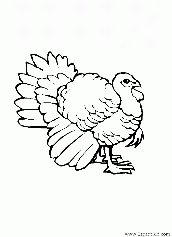 Dibujo para colorear: Pavo (Animales) #5330 - Dibujos para Colorear e Imprimir Gratis