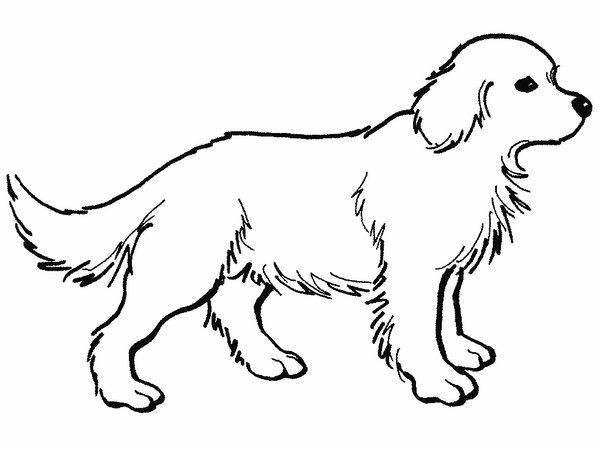 Dibujo para colorear: Perro (Animales) #3158 - Dibujos para Colorear e Imprimir Gratis