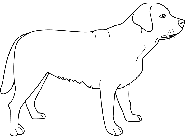 Dibujo para colorear: Perro (Animales) #43 - Dibujos para Colorear e Imprimir Gratis