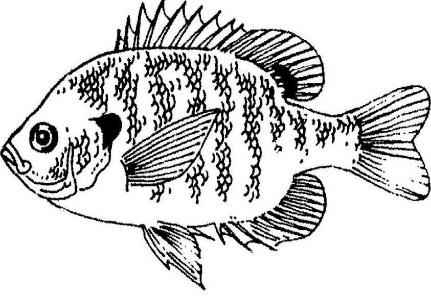 Dibujo para colorear: Pescado (Animales) #17148 - Dibujos para Colorear e Imprimir Gratis
