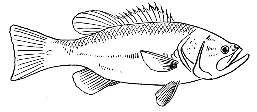 Dibujo para colorear: Pescado (Animales) #17170 - Dibujos para Colorear e Imprimir Gratis