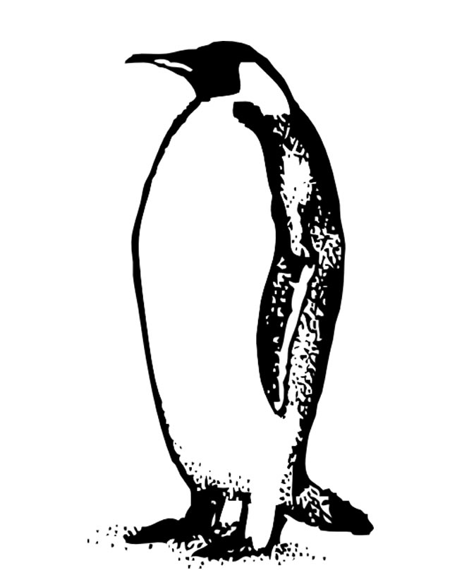 Dibujo para colorear: Pingüino (Animales) #16905 - Dibujos para Colorear e Imprimir Gratis