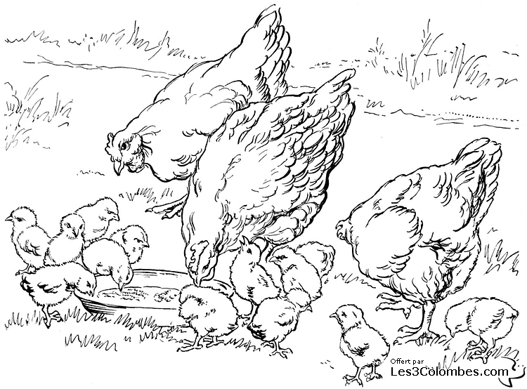Dibujo para colorear: Pollo (Animales) #17265 - Dibujos para Colorear e Imprimir Gratis