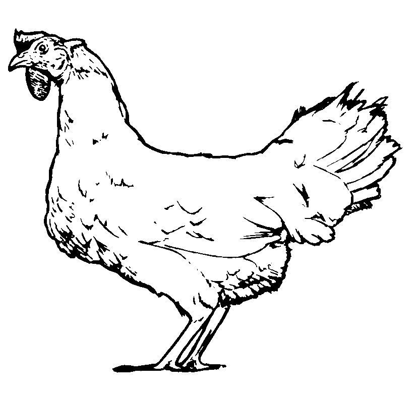 Dibujo para colorear: Pollo (Animales) #17371 - Dibujos para Colorear e Imprimir Gratis