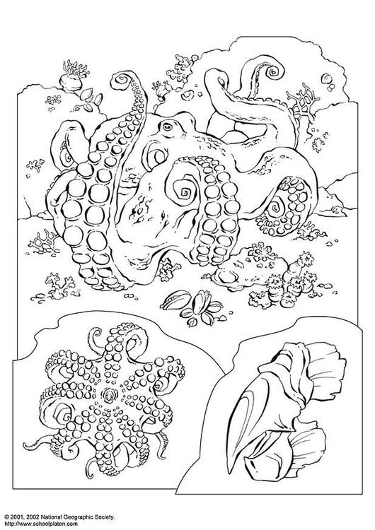Dibujo para colorear: Pulpo (Animales) #18985 - Dibujos para Colorear e Imprimir Gratis
