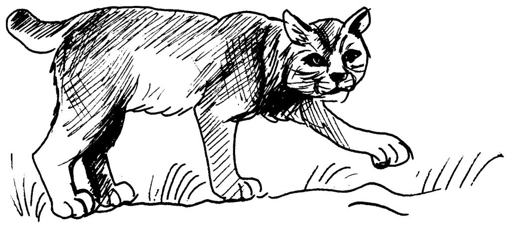 Dibujo para colorear: Puma (Animales) #4421 - Dibujos para Colorear e Imprimir Gratis