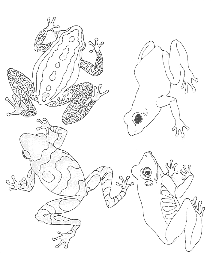Dibujo para colorear: Rana (Animales) #7694 - Dibujos para Colorear e Imprimir Gratis