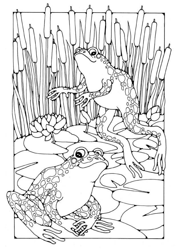 Dibujo para colorear: Rana (Animales) #7716 - Dibujos para Colorear e Imprimir Gratis