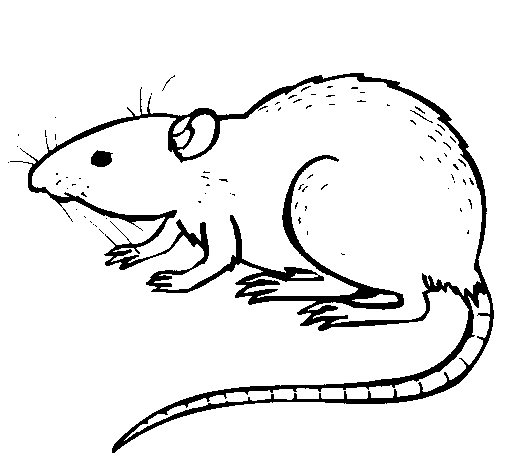Dibujo para colorear: Rata (Animales) #15164 - Dibujos para Colorear e Imprimir Gratis