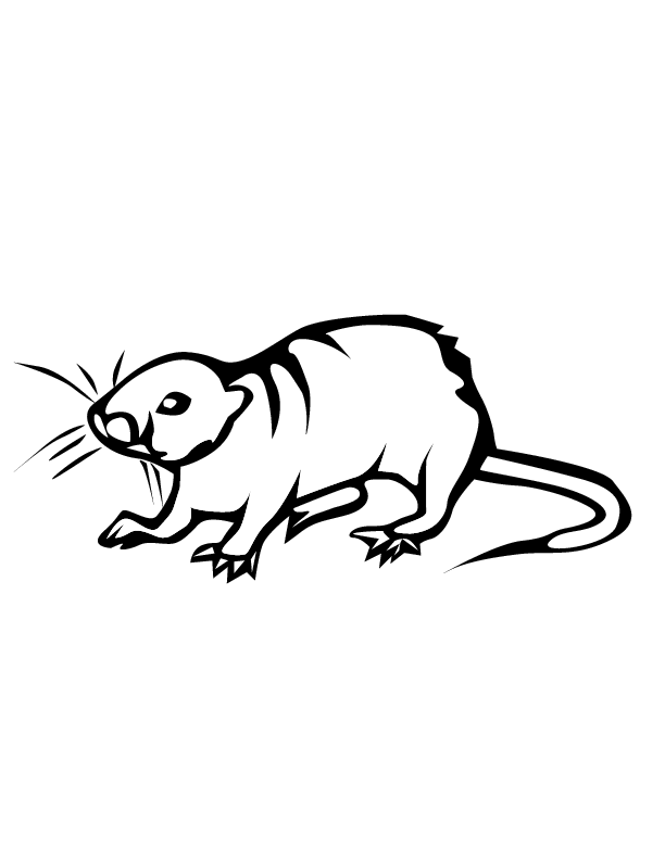 Dibujo para colorear: Rata (Animales) #15200 - Dibujos para Colorear e Imprimir Gratis