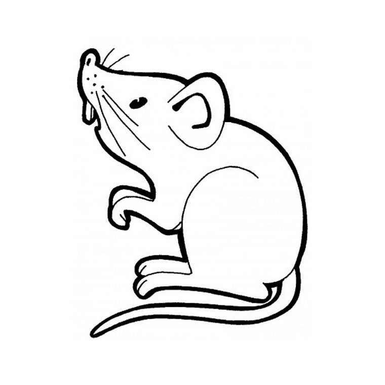 Dibujo para colorear: Rata (Animales) #15219 - Dibujos para Colorear e Imprimir Gratis