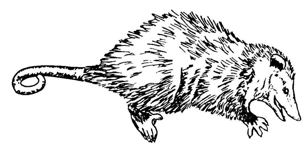 Dibujo para colorear: Rata (Animales) #15254 - Dibujos para Colorear e Imprimir Gratis