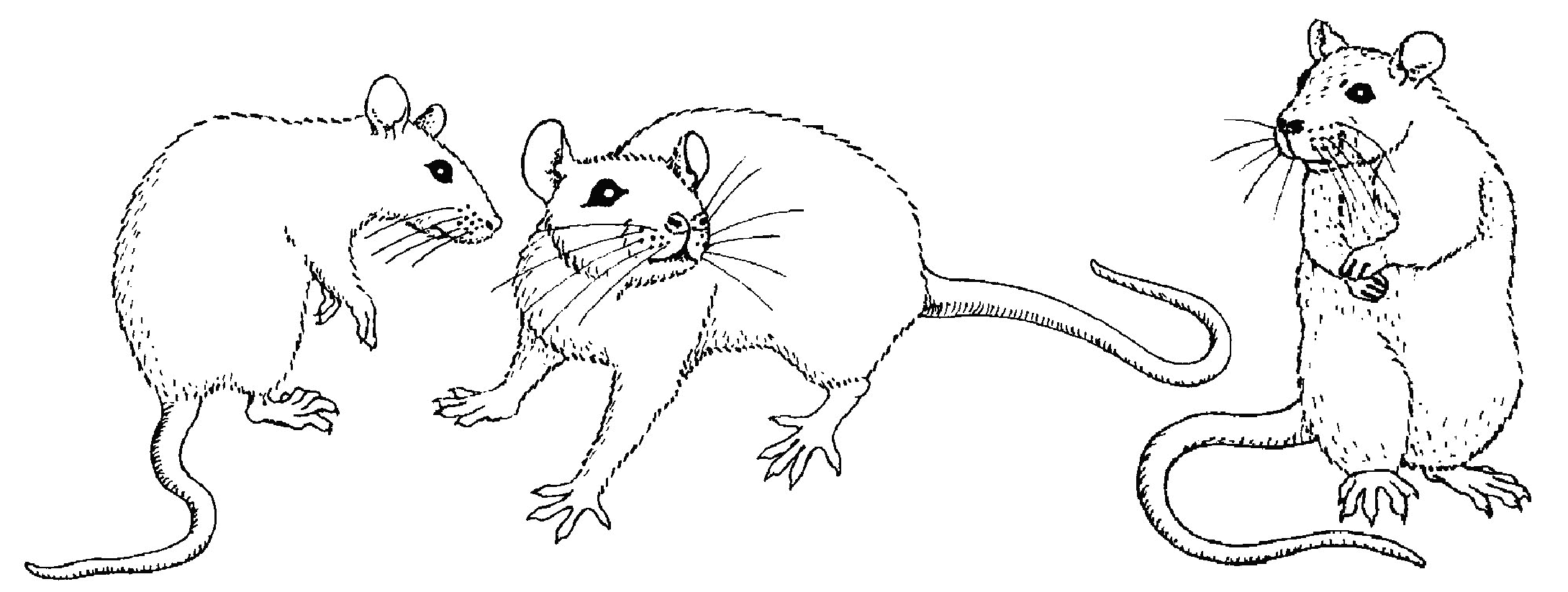 Dibujo para colorear: Ratón (Animales) #14056 - Dibujos para Colorear e Imprimir Gratis
