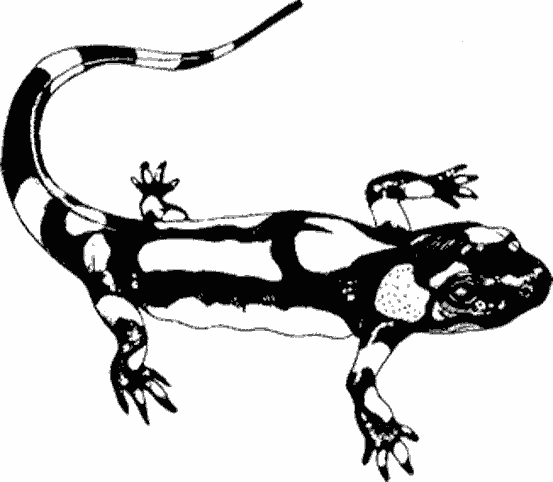 Dibujo para colorear: Salamandra (Animales) #19889 - Dibujos para Colorear e Imprimir Gratis