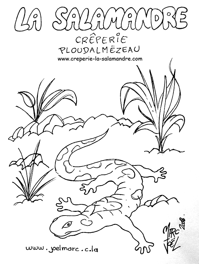 Dibujo para colorear: Salamandra (Animales) #19893 - Dibujos para Colorear e Imprimir Gratis