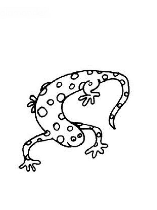 Dibujo para colorear: Salamandra (Animales) #19905 - Dibujos para Colorear e Imprimir Gratis