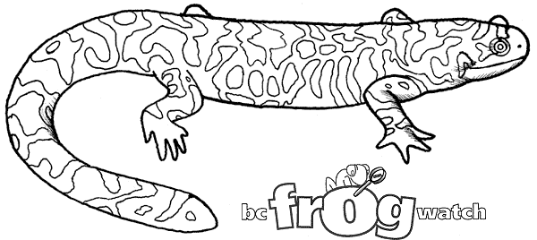 Dibujo para colorear: Salamandra (Animales) #19956 - Dibujos para Colorear e Imprimir Gratis