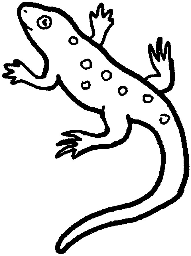 Dibujo para colorear: Salamandra (Animales) #19975 - Dibujos para Colorear e Imprimir Gratis