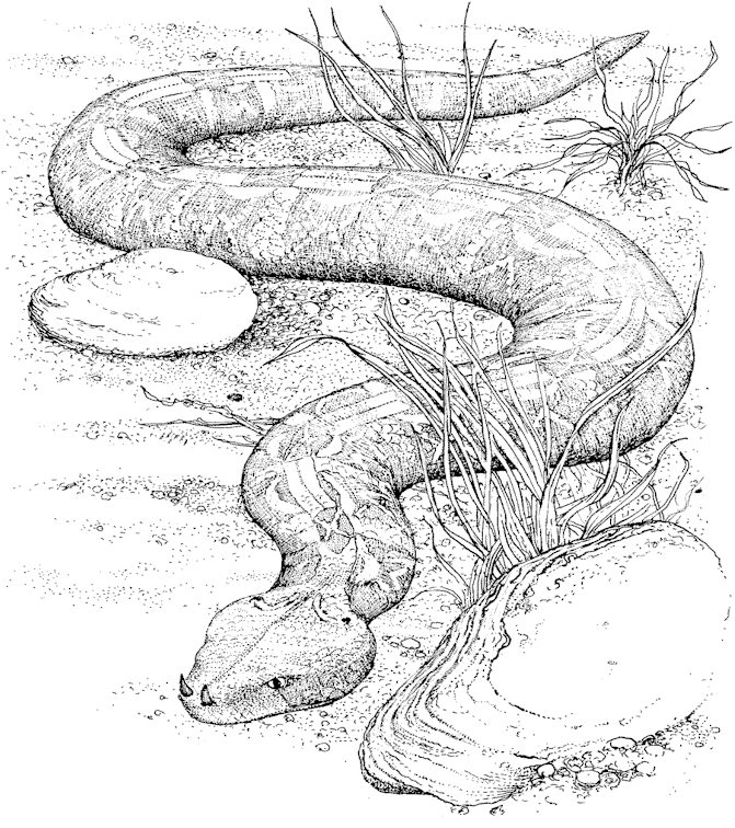 Dibujo para colorear: Serpiente (Animales) #14355 - Dibujos para Colorear e Imprimir Gratis
