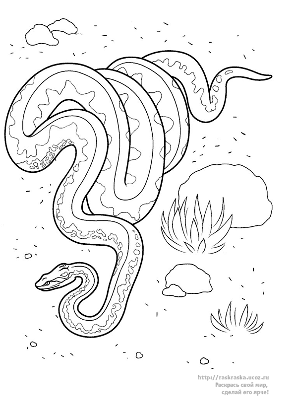Dibujo para colorear: Serpiente (Animales) #14529 - Dibujos para Colorear e Imprimir Gratis