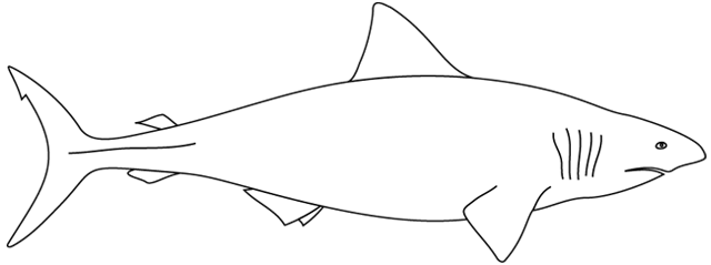 Dibujo para colorear: Tiburón (Animales) #14793 - Dibujos para Colorear e Imprimir Gratis