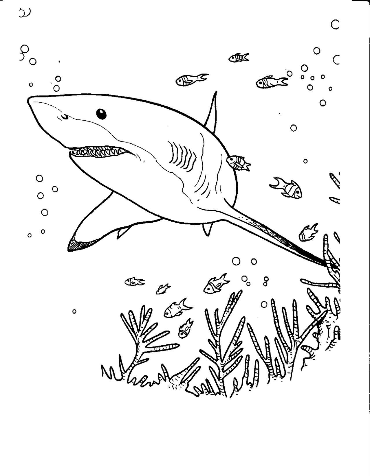 Dibujo para colorear: Tiburón (Animales) #14858 - Dibujos para Colorear e Imprimir Gratis