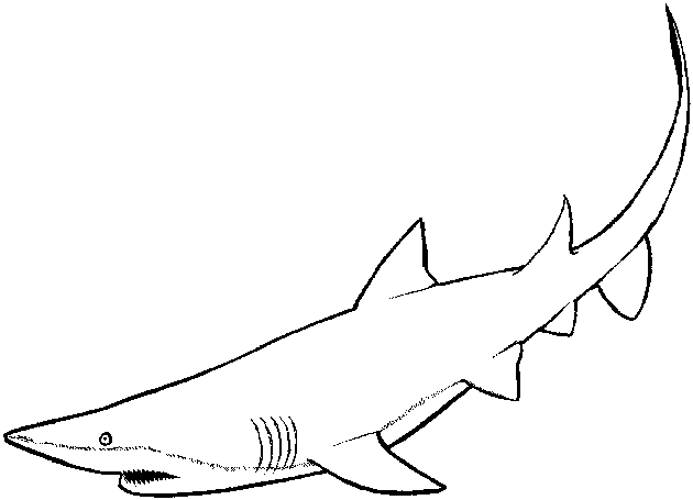 Dibujo para colorear: Tiburón (Animales) #14871 - Dibujos para Colorear e Imprimir Gratis