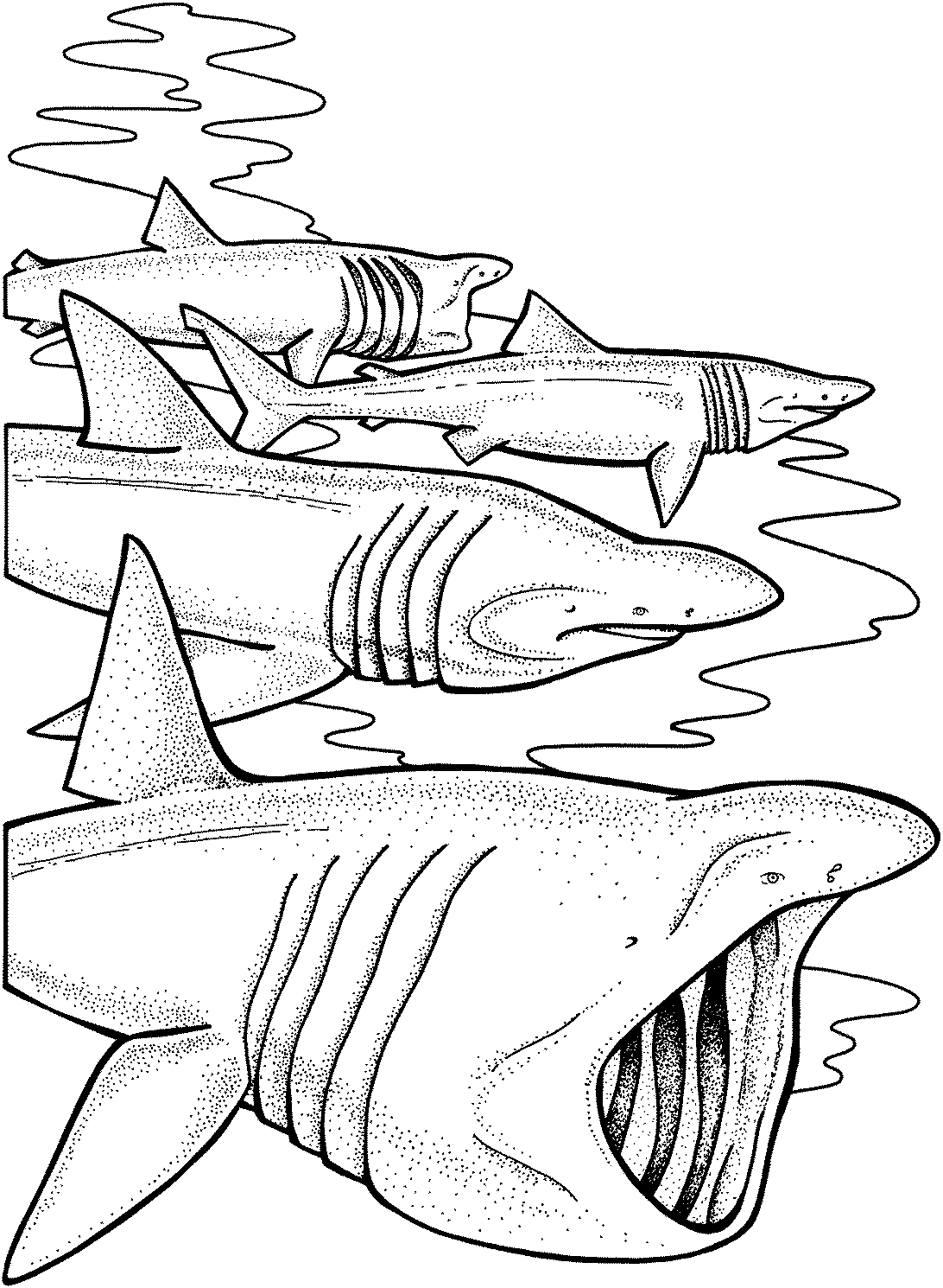 Dibujo para colorear: Tiburón (Animales) #14902 - Dibujos para Colorear e Imprimir Gratis