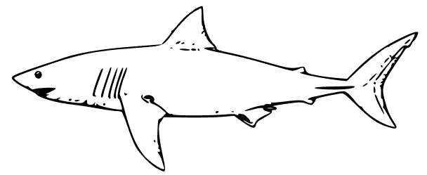 Dibujo para colorear: Tiburón (Animales) #14910 - Dibujos para Colorear e Imprimir Gratis