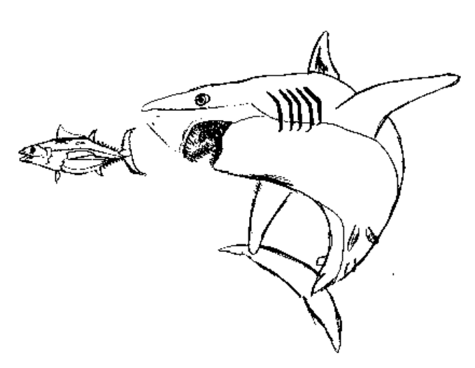 Dibujo para colorear: Tiburón (Animales) #14921 - Dibujos para Colorear e Imprimir Gratis