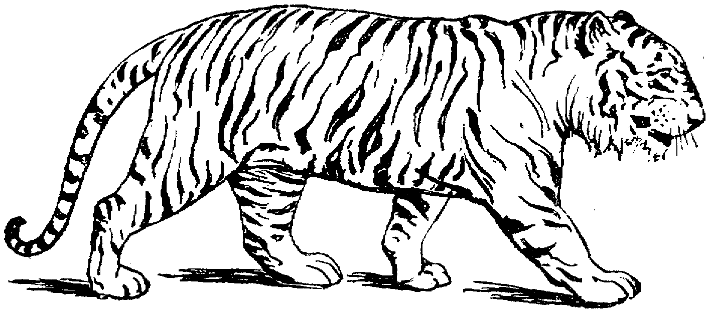 Dibujo para colorear: Tigre (Animales) #13588 - Dibujos para Colorear e Imprimir Gratis