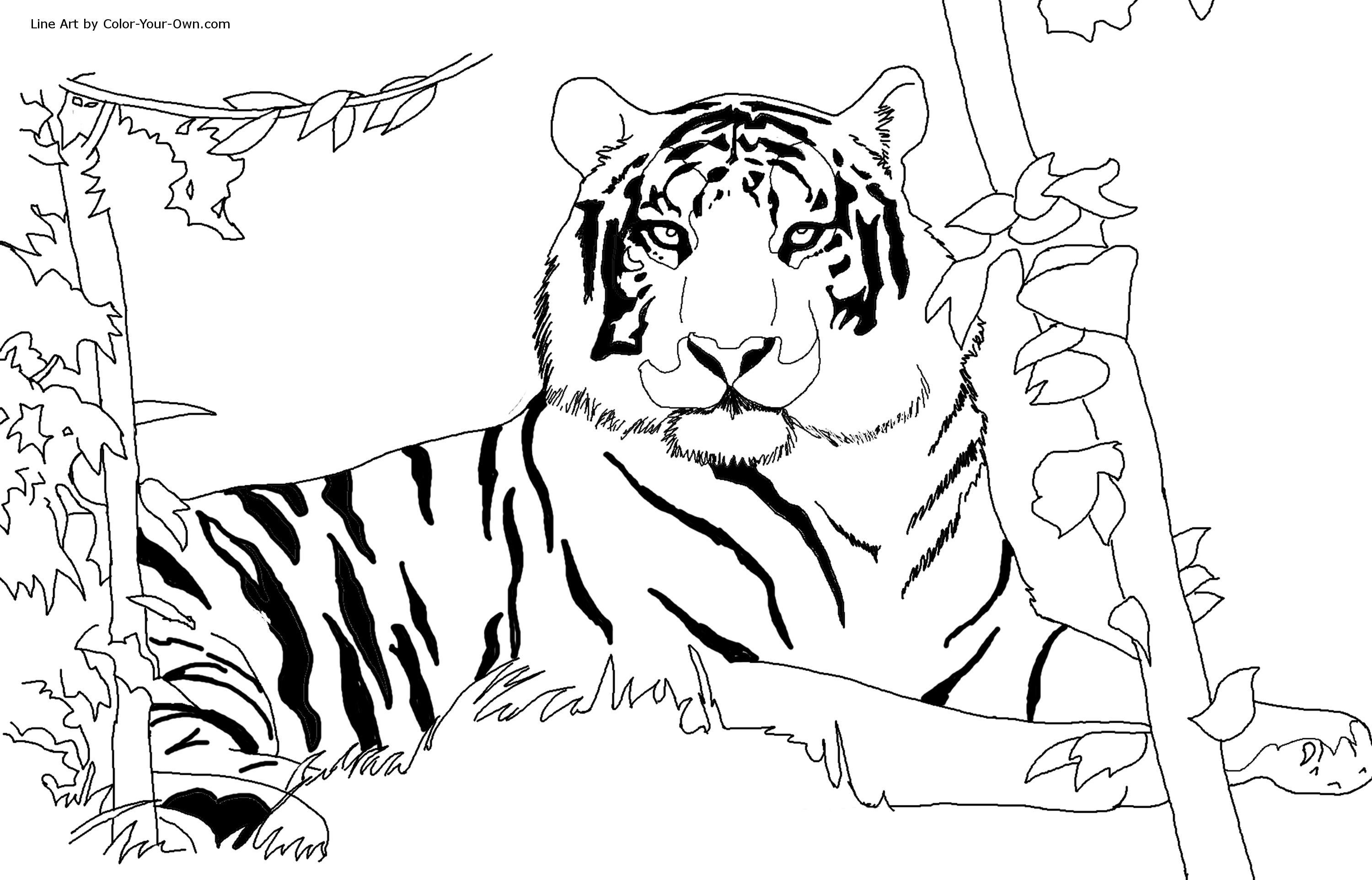 Dibujo para colorear: Tigre (Animales) #13590 - Dibujos para Colorear e Imprimir Gratis