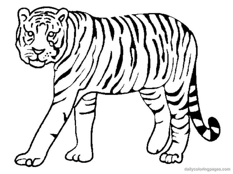 Dibujo para colorear: Tigre (Animales) #13591 - Dibujos para Colorear e Imprimir Gratis