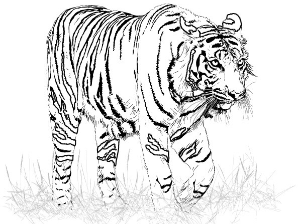 Dibujo para colorear: Tigre (Animales) #13599 - Dibujos para Colorear e Imprimir Gratis