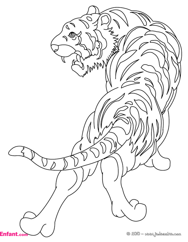 Dibujo para colorear: Tigre (Animales) #13600 - Dibujos para Colorear e Imprimir Gratis