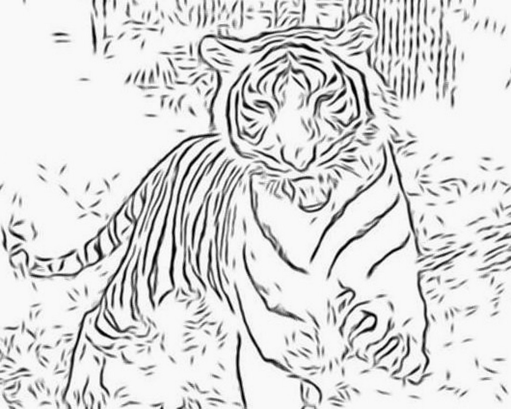 Dibujo para colorear: Tigre (Animales) #13606 - Dibujos para Colorear e Imprimir Gratis