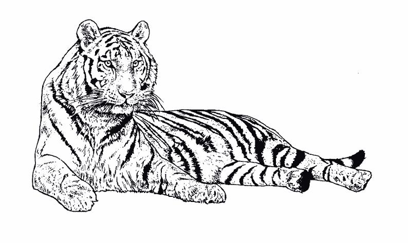 Dibujo para colorear: Tigre (Animales) #13607 - Dibujos para Colorear e Imprimir Gratis