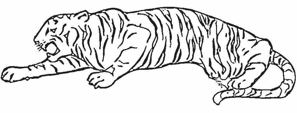 Dibujo para colorear: Tigre (Animales) #13637 - Dibujos para Colorear e Imprimir Gratis