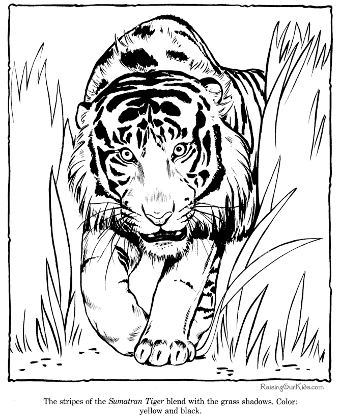 Dibujo para colorear: Tigre (Animales) #13664 - Dibujos para Colorear e Imprimir Gratis