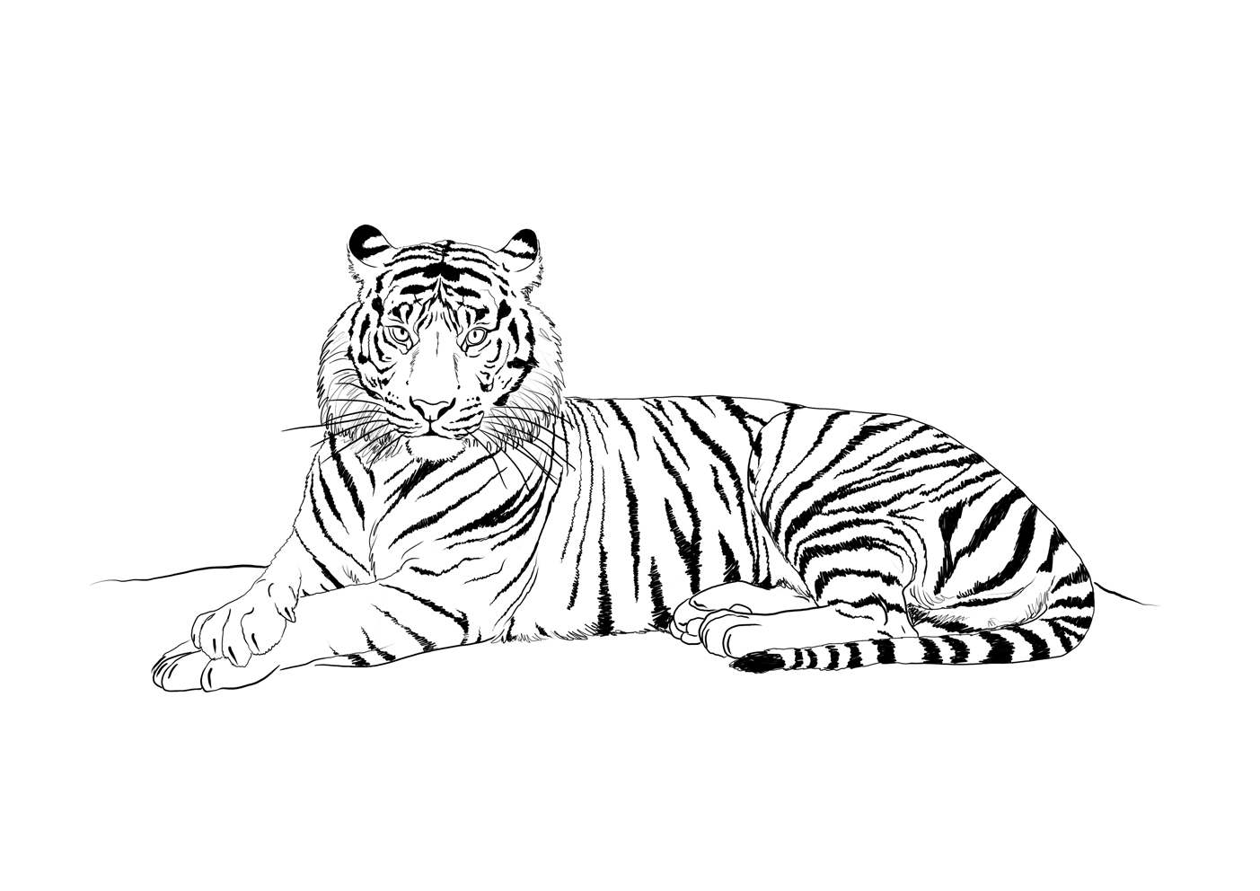 Dibujo para colorear: Tigre (Animales) #13676 - Dibujos para Colorear e Imprimir Gratis