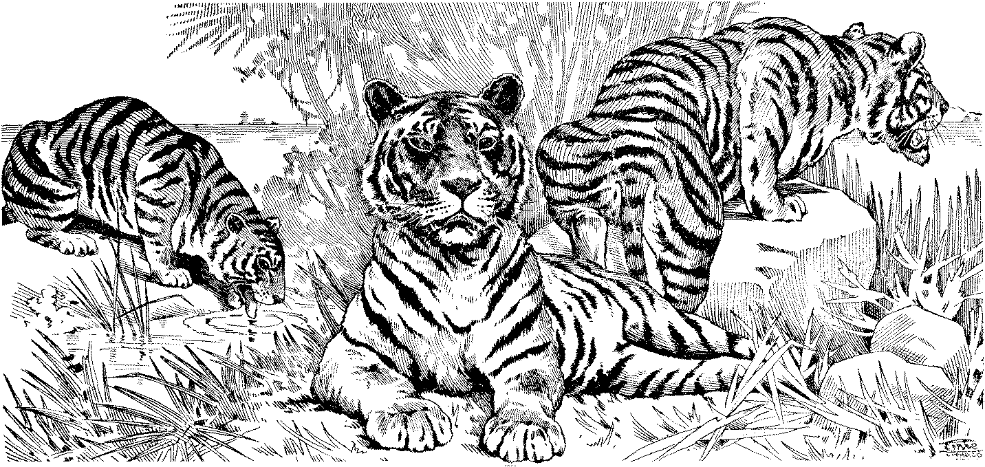 Dibujo para colorear: Tigre (Animales) #13691 - Dibujos para Colorear e Imprimir Gratis