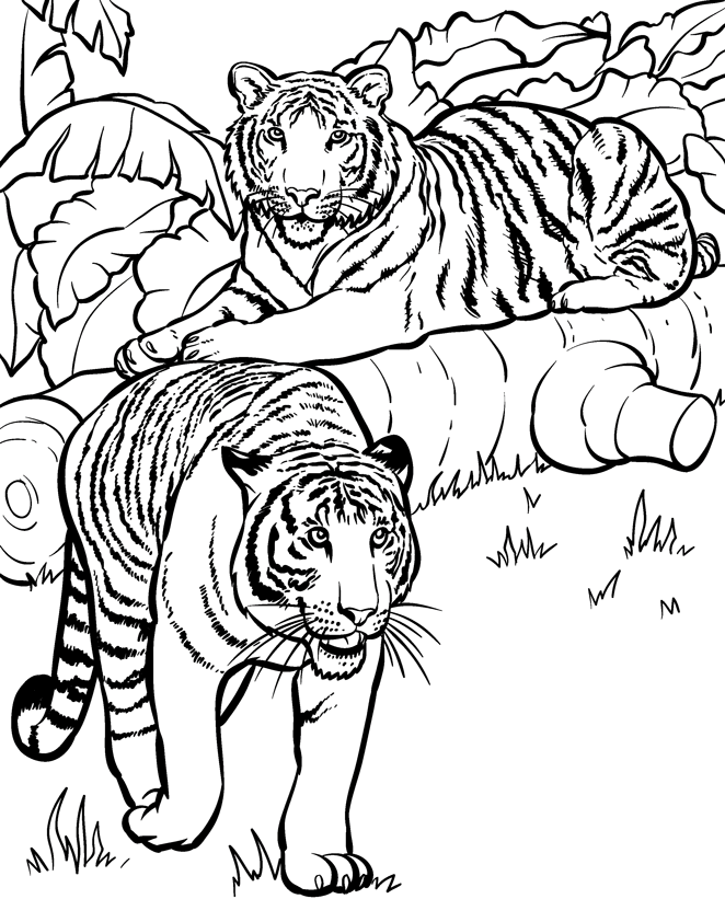 Dibujo para colorear: Tigre (Animales) #13726 - Dibujos para Colorear e Imprimir Gratis