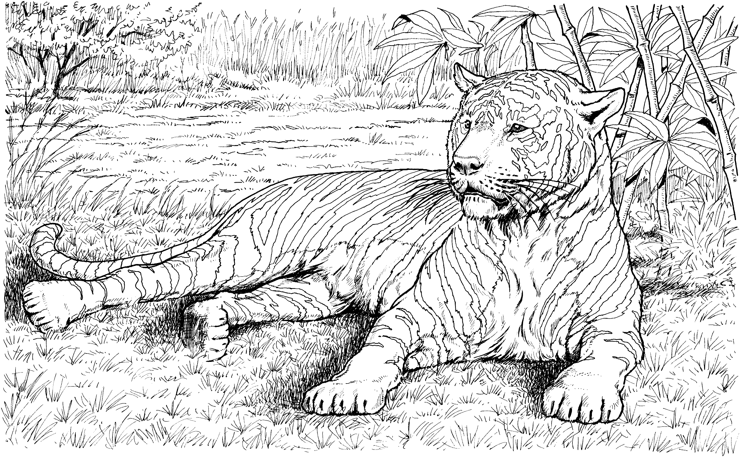 Dibujo para colorear: Tigre (Animales) #13742 - Dibujos para Colorear e Imprimir Gratis
