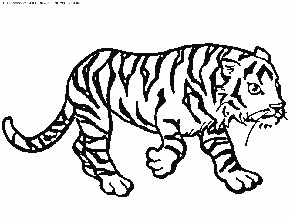 Dibujo para colorear: Tigre (Animales) #13781 - Dibujos para Colorear e Imprimir Gratis