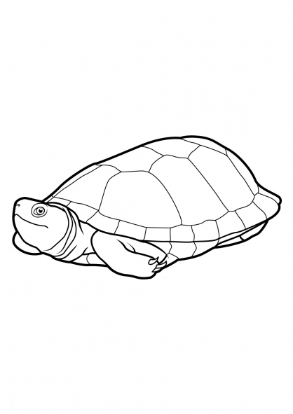 Dibujo para colorear: Tortuga (Animales) #13405 - Dibujos para Colorear e Imprimir Gratis
