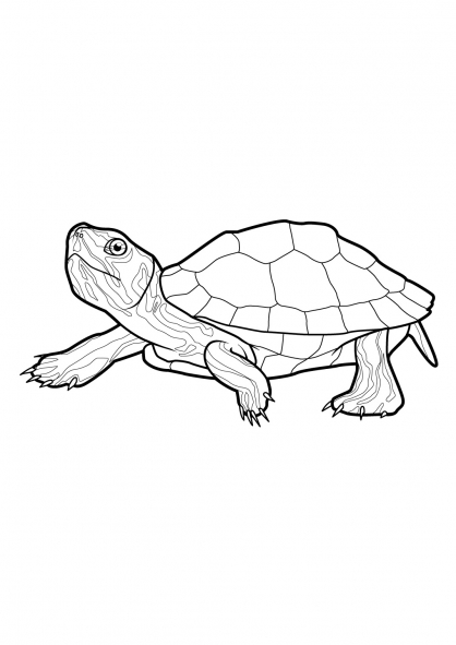 Dibujo para colorear: Tortuga (Animales) #13420 - Dibujos para Colorear e Imprimir Gratis