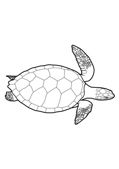 Dibujo para colorear: Tortuga (Animales) #13421 - Dibujos para Colorear e Imprimir Gratis